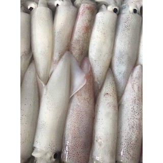MỰC ỐNG SIZE TO 2-3 CON 1 KG
