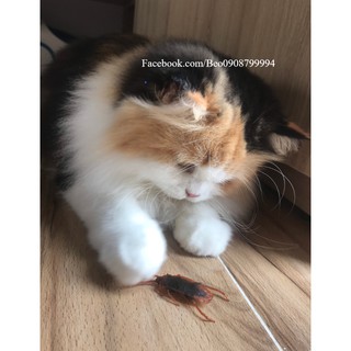 Mô hình con gián