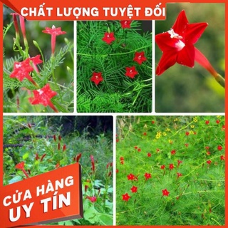 ⚡hạt giống hoa tóc tiên đỏ dây leo- 20 hạt
