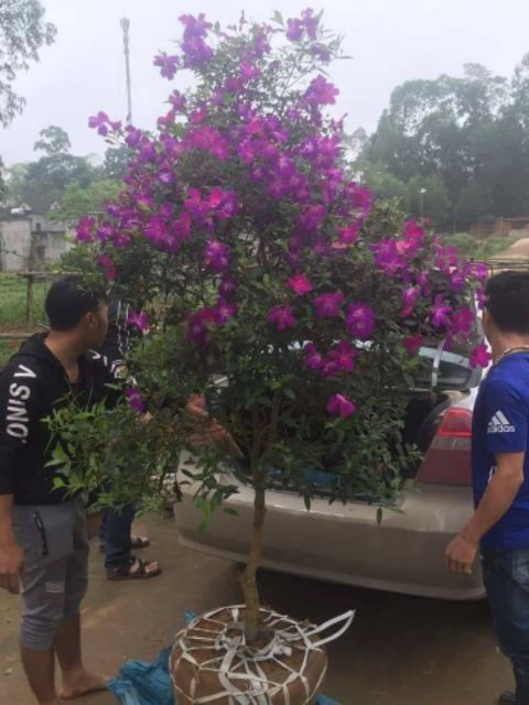 Cây mùa thái sẵn nụ