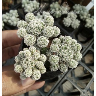 xương rồng trứng chim ( bầu 3 cây )