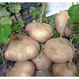 Hạt giống Củ đậu