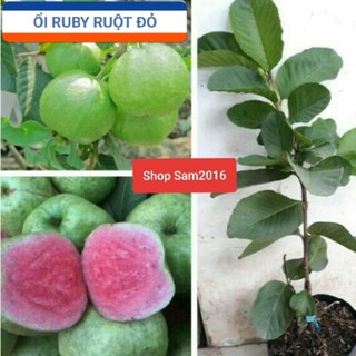Cây Ổi Ruby Trồng Chậu Giống Bến Tre