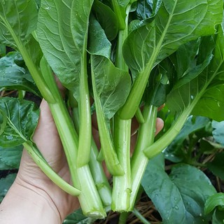 [Top Bán Chạy] - Gói 5000 Hạt giống rau cải ngồng - Tập làm vườn cùng Tạ Gia Trang