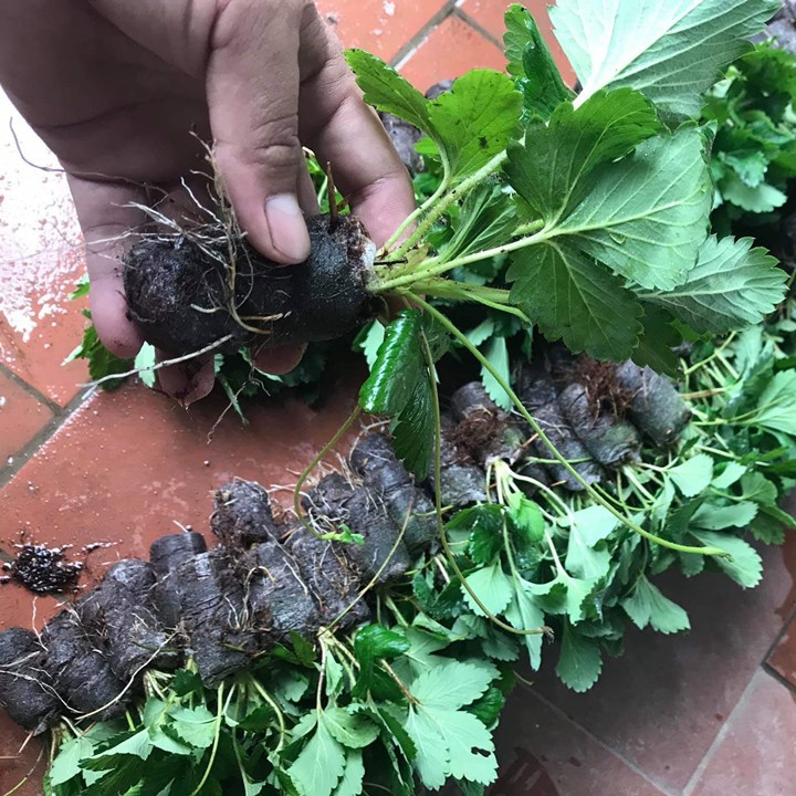 105 Viên nén xơ dừa, viên nén ươm hạt loại dày cao 60mm