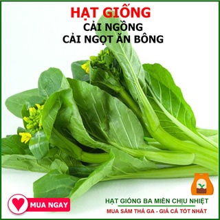 20G - Hạt Giống Cải ngọt Ăn Bông