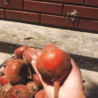 CÂY GIỐNG SUNG MẬT RỪNG