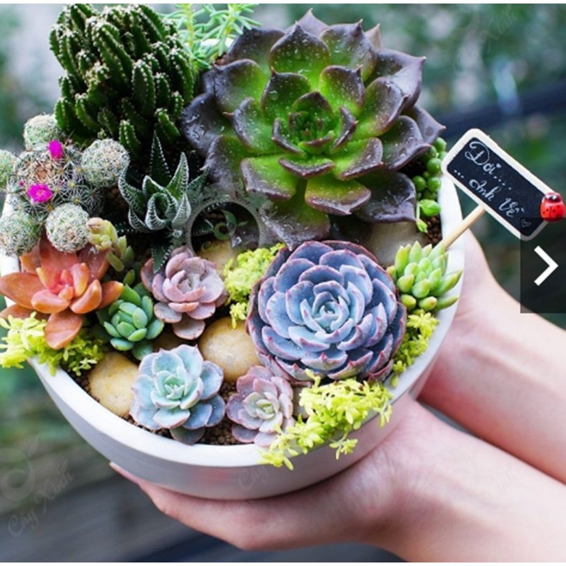 Hạt giống hoa Sen đá mix - Gói 20 hạt