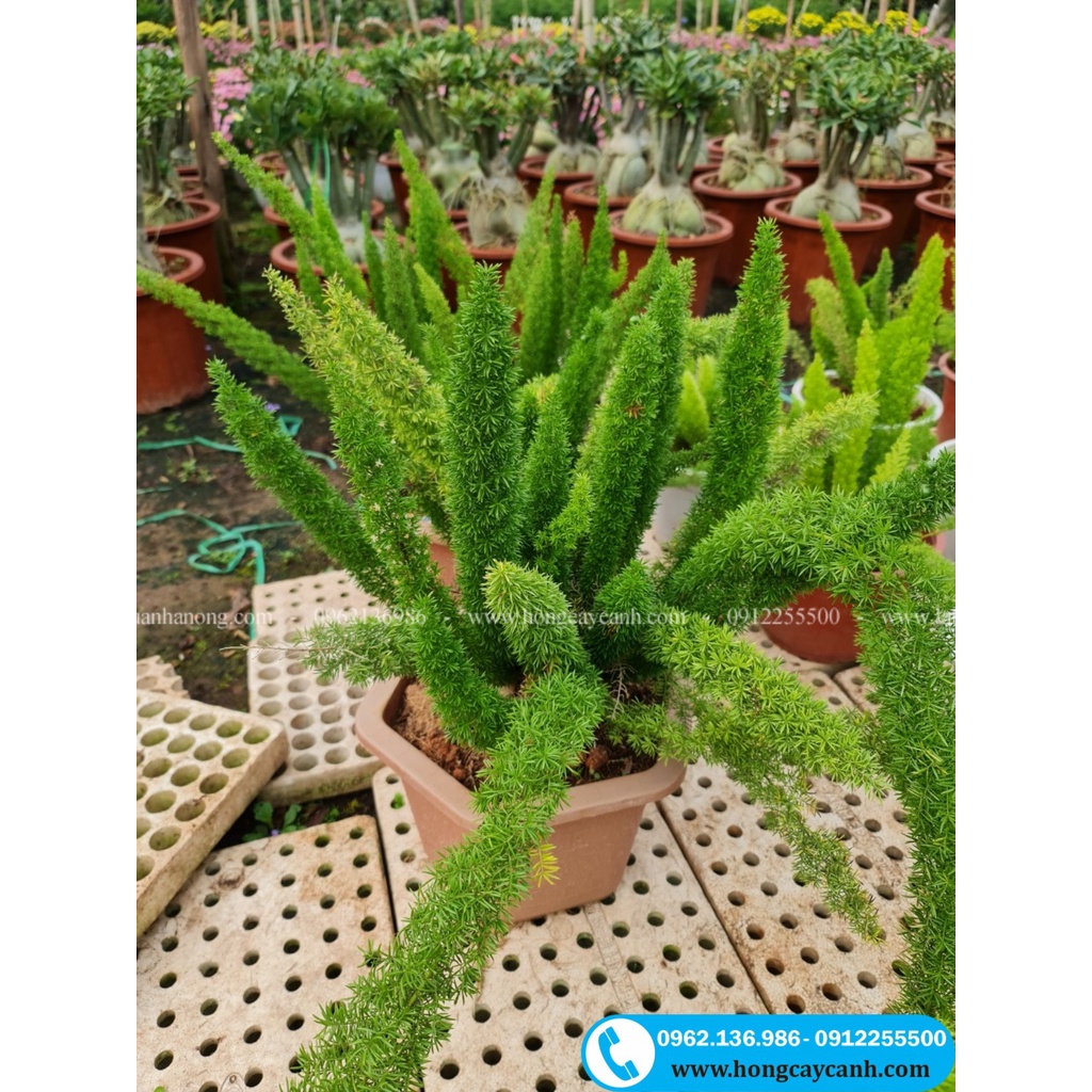 Cây Đuôi Chồn II Cây Phong Thủy Nội Thất, Văn Phòng