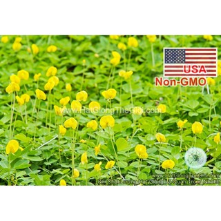 100GR 700.HẠT Hạt Giống Cỏ Lạc Đậu Phộng Lùn Sống Lâu Năm (| -KD: Y10*V14)