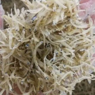 Cá ruội cơm Vân đồn, Quảng Ninh