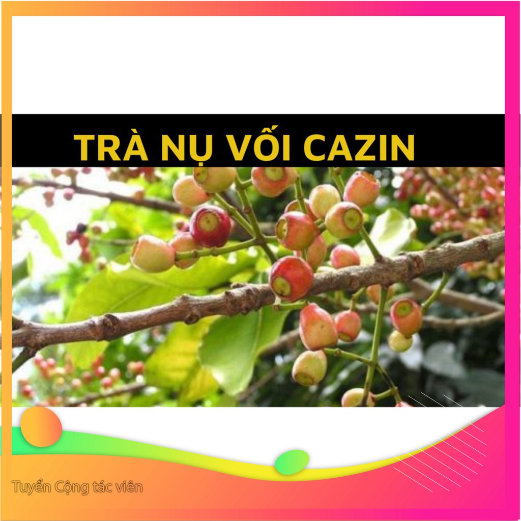 Trà Nụ Vối Cazin