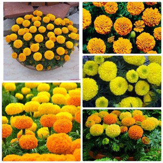 Hạt giống hoa Cúc Vạn Thọ Mỹ Lùn nhiều màu - 50 hạt (TẶNG gói kích thích hỗ trợ hạt nảy mầm)
