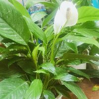 5 Cây lan ý(cỡ 25_ 40cm có hoa)