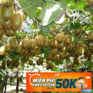 30 Hạt giống Kiwi xanh