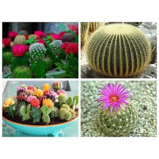 Hạt Giống Xương Rồng