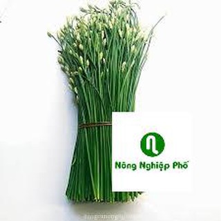 5 GRAM HẠT GIỐNG HẸ BÔNG PHUNONG