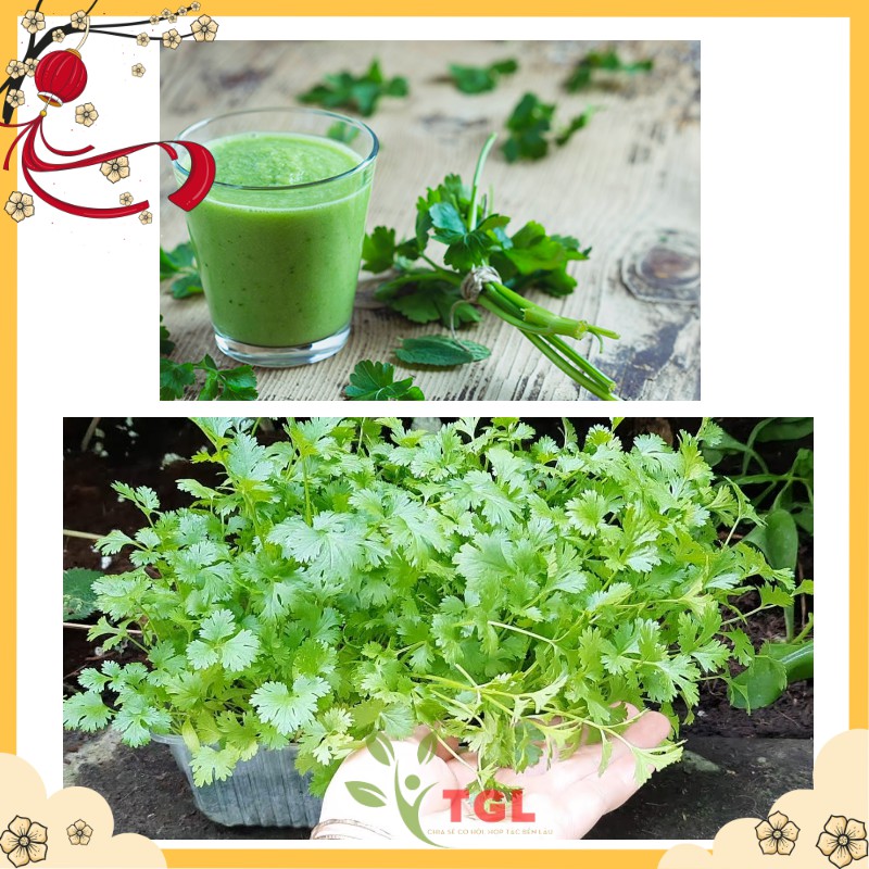 Hạt Giống Rau Mùi Hạt Lớn, Ngò Pháp Phú Điền, Hạt giống rau củ quả chất lượng tốt - Gói 20 Gram