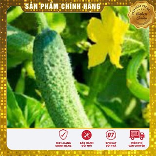 Hạt Giống Dưa Leo Bao Tử ( gói 10 hạt)