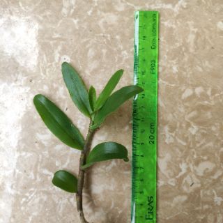 Kie phi điệp tím Cao Bằng