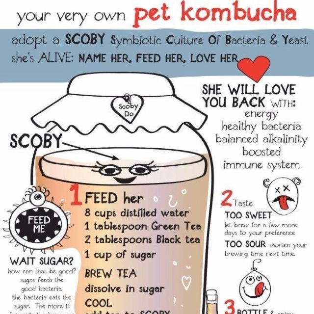 nấm trà kombucha