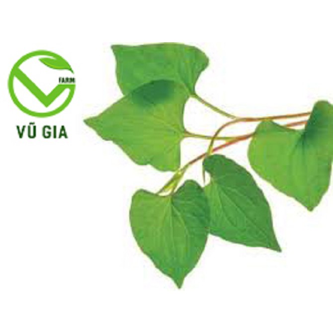 Bột Diếp Cá Sấy Lạnh Nguyên Chất Vũ Gia (50g/ túi) + Tặng 5 Khẩu Trang