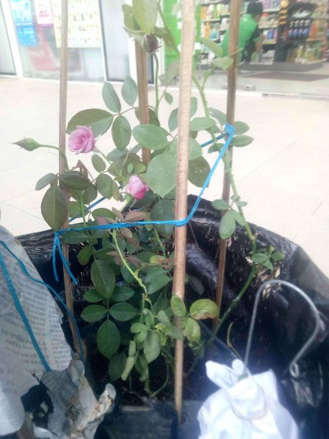 Hồng Tím Ruốc
