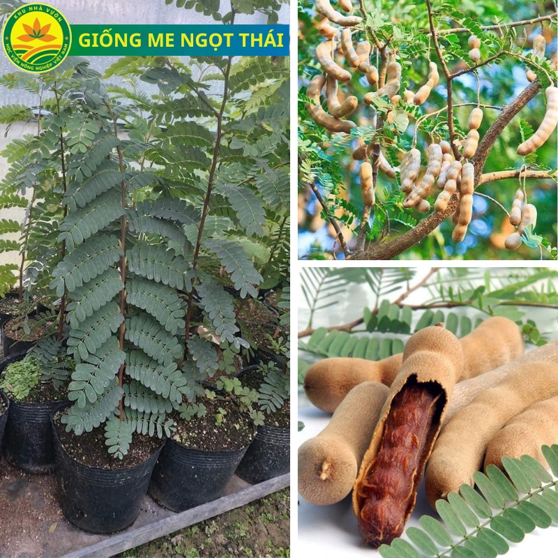 Cây giống me Lùn ngọt Thái F1 từ Học Viện NN VN, quả ngọt cơm dày, siêu trái, cây lùn, dễ trống ít sâu bệnh