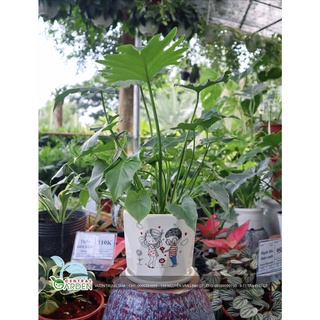 Chậu sứ có dĩa - Chậu để bàn trung (Giao mẫu ngẫu nhiên)