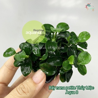 Cây nana nhiều ngọn thủy mộc - cây ráy, nana thủy sinh