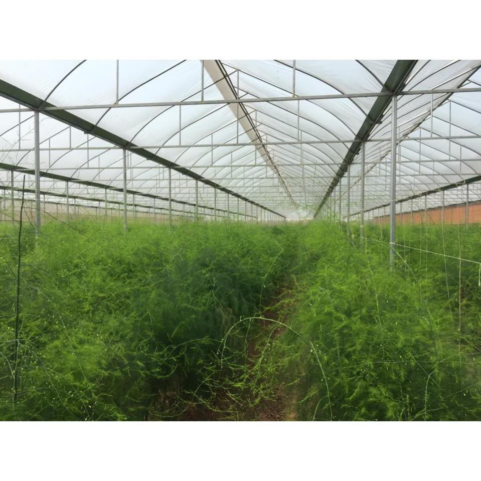 Hạt giống măng tây Sunlim Hà Lan gói 10 hạt