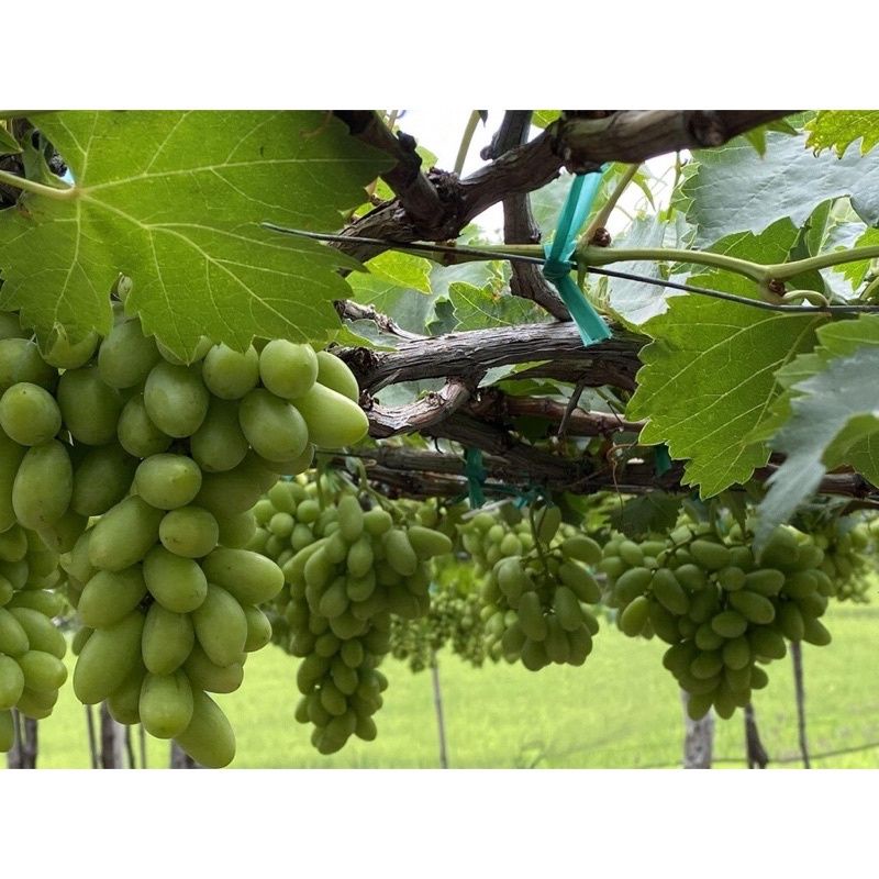 1 kg nho xanh không hạt chua ngọt 65k