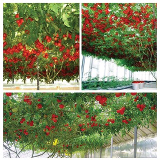Hạt giống cà chua bạch tuộc