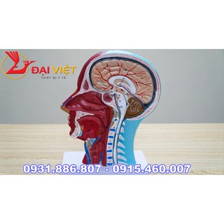 Mô hình giải phẫu cơ và thần kinh mạch máu vùng đầu