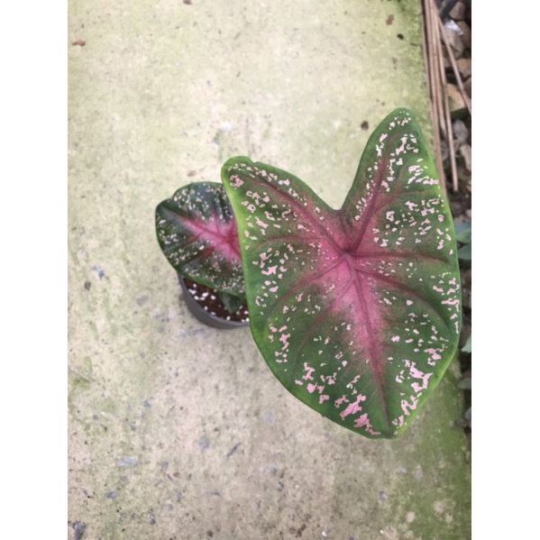 Chậu cứng Môn đốm hồng