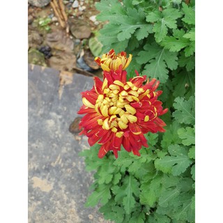 Cúc Hoàng hậu Cam đỏ (cây giống)
