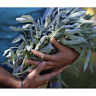 Xô thơm White Sage (Sái Tịnh Hương) California 100g