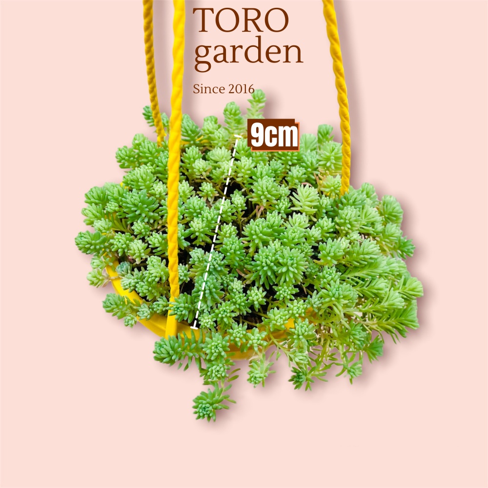 SEN ĐÁ SEDUM CƠM CHẬU TREO ĐÀ LẠT SIZE 9CM, SIÊU CUTE, HƯ 1 ĐỔI 1