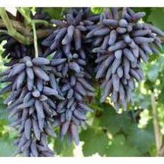 CÂY GIỐNG NHO PHÙ THỦY (NHO MÓNG TAY) - 50K/CÂY