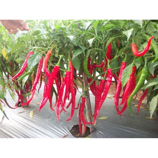 Hạt ớt đỏ ipb anies chili seeds 20h