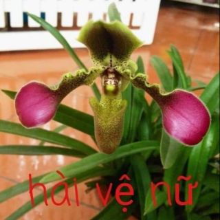 Lan Hài vệ nữ- hài rừng