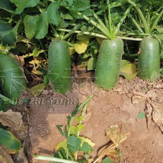 2 gr hạt giống củ cải đường xanh ngọt