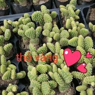Combo xương rồng tai thỏ dạng bui ( có 3 màu vàng. Màu đỏ. Màu trắng )