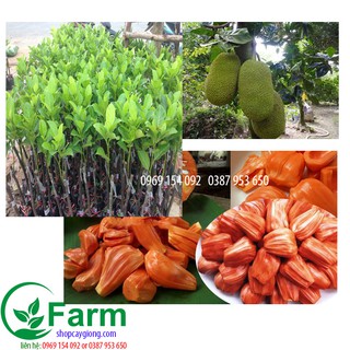 Cây mít ruột đỏ