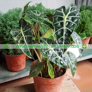 Cây size lớn - môn quan âm chậu 1 thân 3 thân cây trường thành