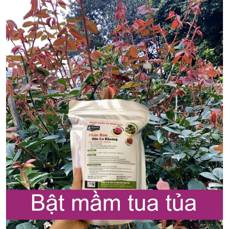 phân hữu cơ khoáng nhật bản. Siêu ra rễ, mầm, chồi mập mạp, hoa to, trái to.