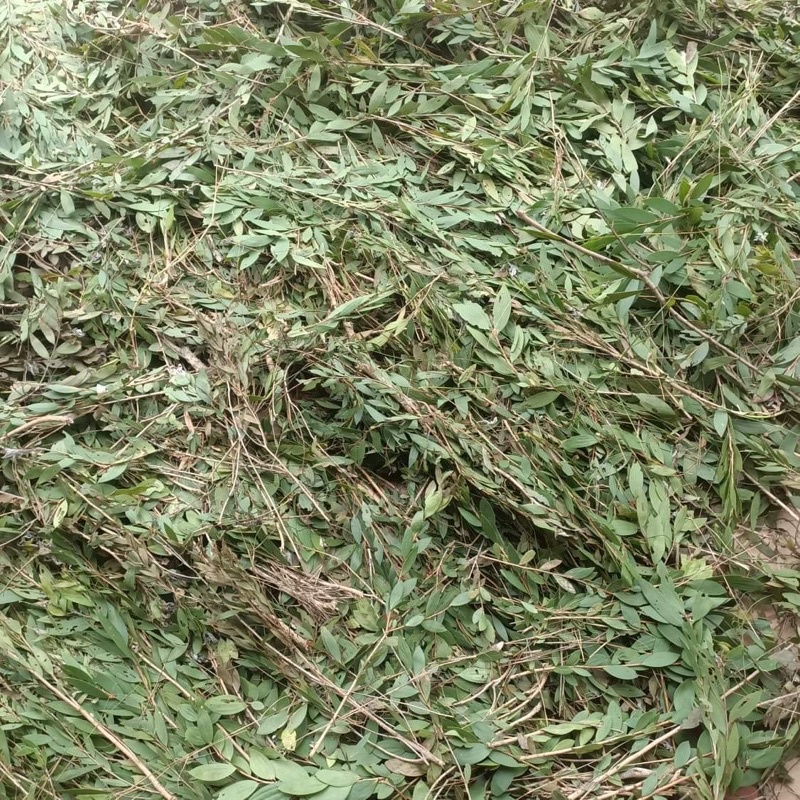 TINH DẦU TRÀM GIÓ NGUYÊN CHẤT • MẸ VUI, BÉ KHOẺ •MAMY GOLD