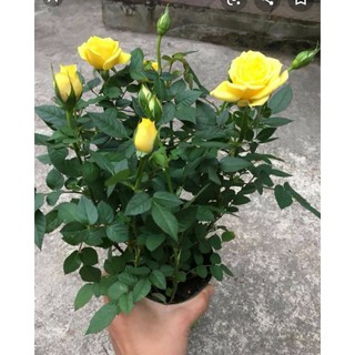 Combo 3 Chậu Hoa Hồng Tezza Vàng (Hoa Tết)