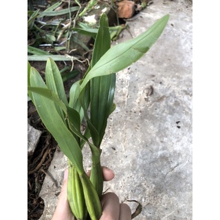 hoa lan vũ nữ vàng(1 cây) hoa tết