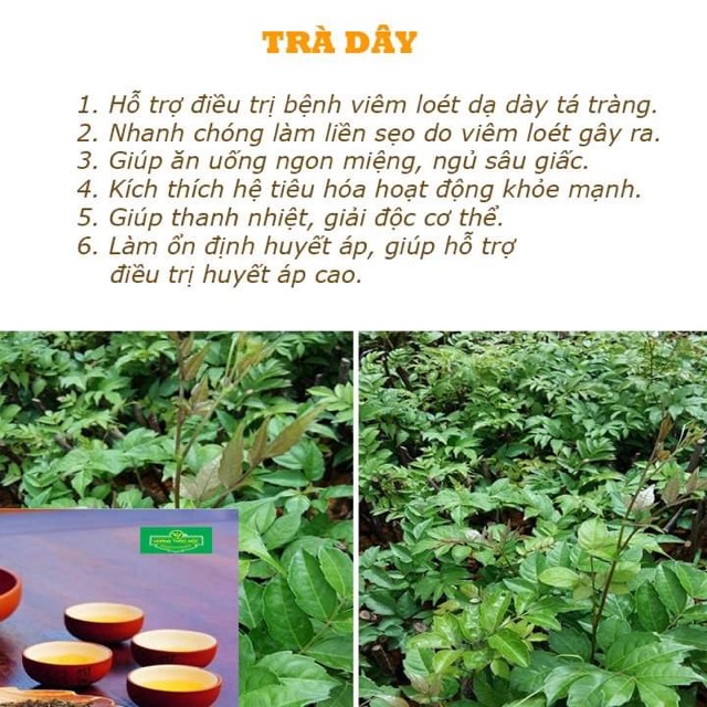 TRÀ HOÀNG THẢO MỘC 500GR MẤT NGỦ - DẠ DÀY - GIẢM MỠ MÁU-TIỂU ĐƯỜNG